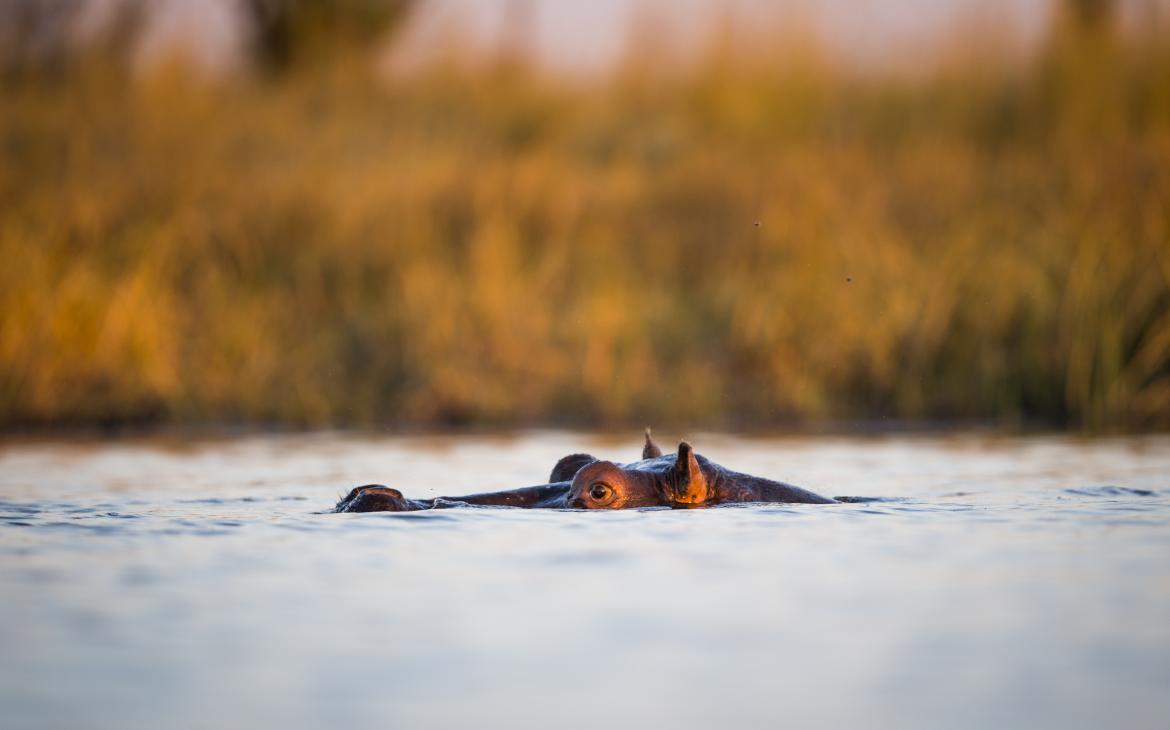 Hippopotame-Zambi-WWF
