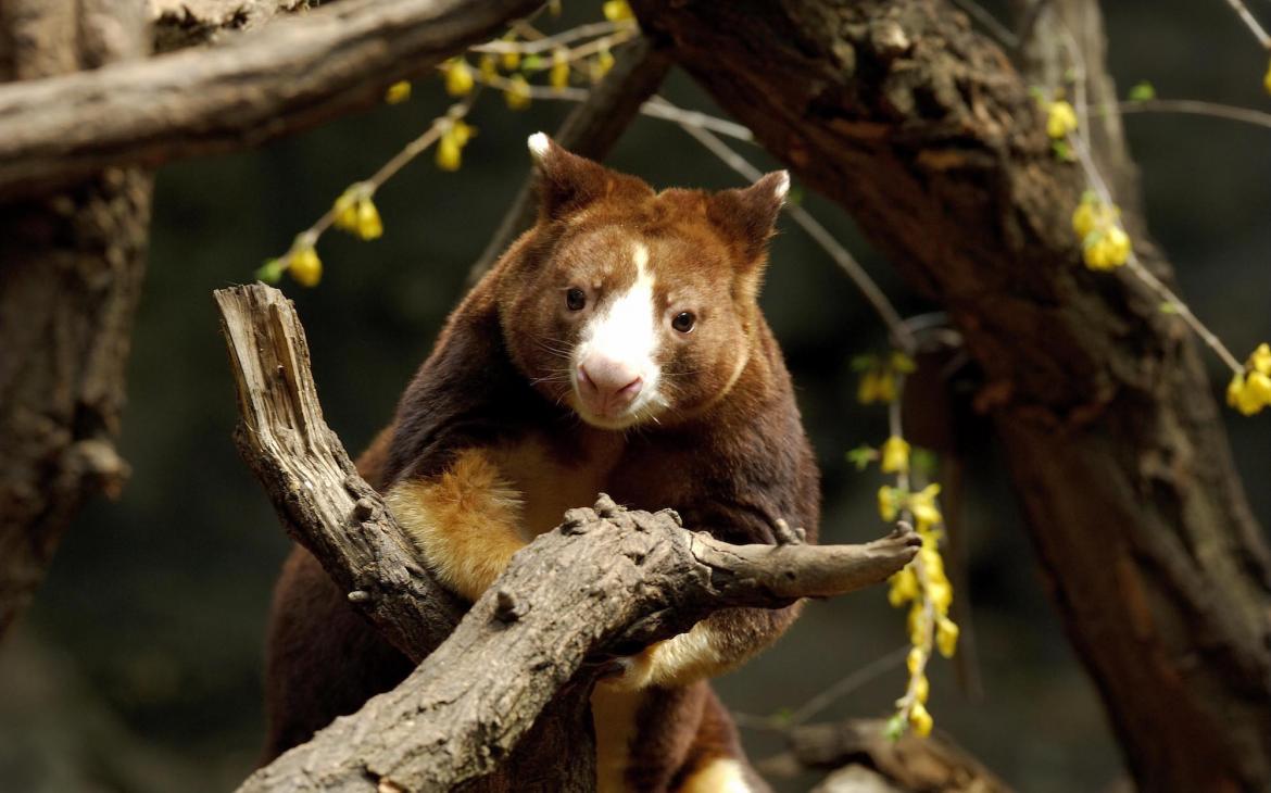 Kangourou arboricole de Matschie, parc animalier du Bronx (New York)