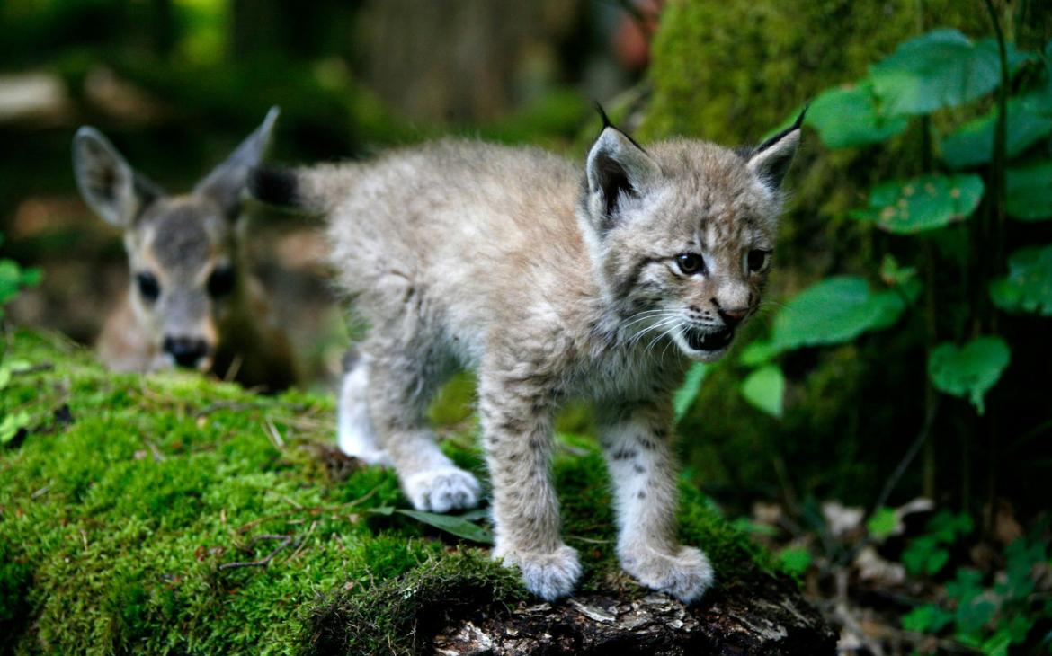 Jeune lynx boréal (Lynx Lynx) en Pologne