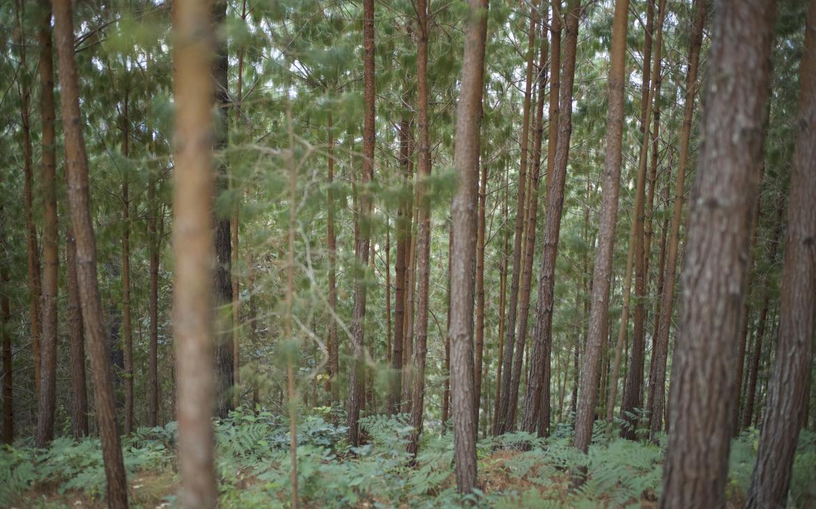 Image de multiples troncs d'arbres formant une forêt