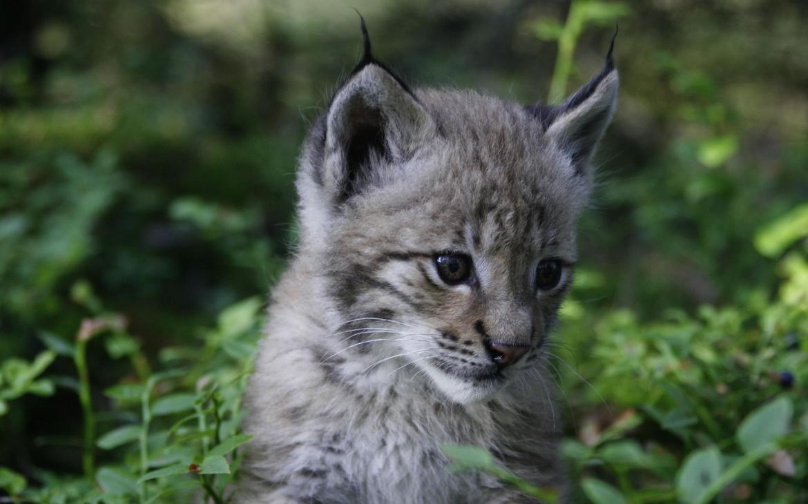 Bébé lynx boréal de deux mois en Pologne