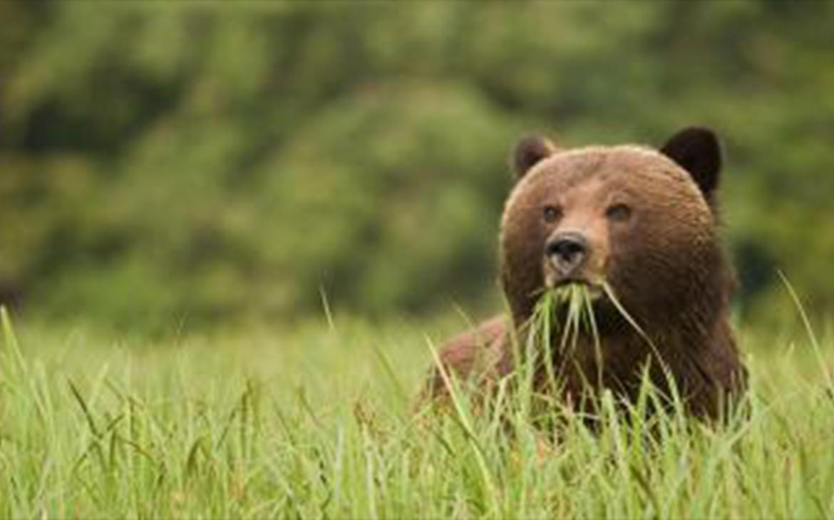 Ours brun dans la nature