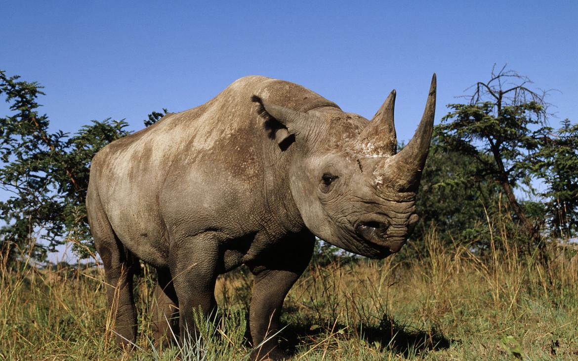 rhinocéros noir de face
