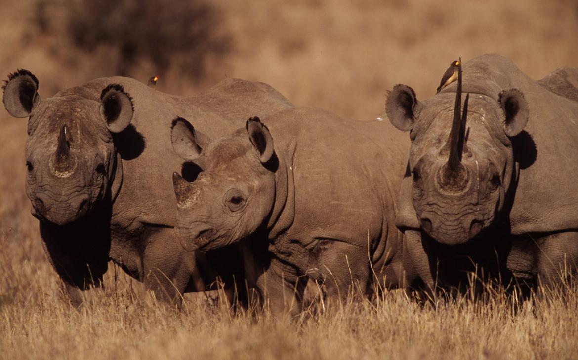 Trois rhinocéros noirs