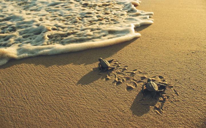 Jeunes tortues luth (Dermochelys coriacea) se précipitant vers la mer (Guyane)