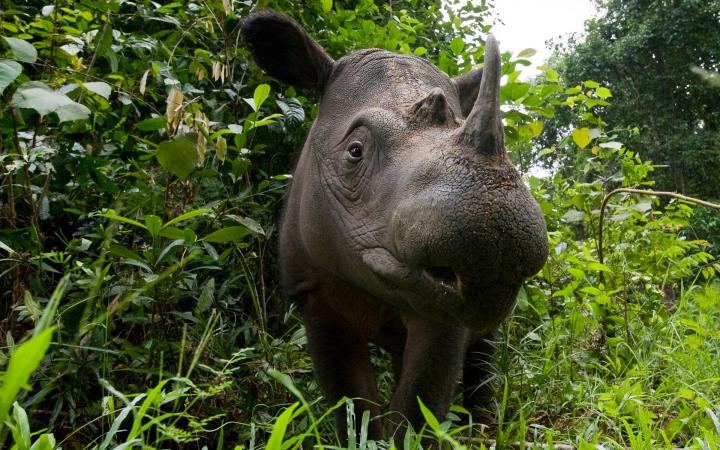 Rhinocéros de Sumatra dans le parc national de Way Kambas (Indonésie)
