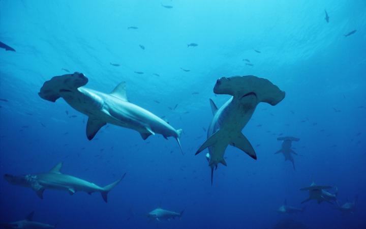 Couple de requin-marteau halicorne (Sphyrna lewini), Galapagos