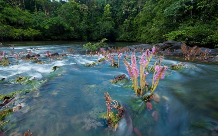 Agissant comme une véritable éponge, la forêt restitue progressivement l'humidité aux très nombreux cours d'eau de la région. Cette abondante ressource en eau douce est l'une des atouts marquants de la région des Guyanes.