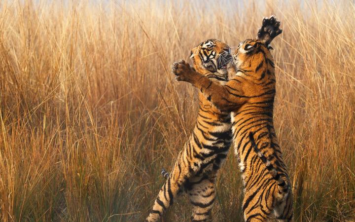 Deux jeunes tigres jouant, Parc national de Ranthambore (Inde)