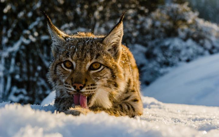 Lynx boréal (Lynx lynx) se léchant la patte dans la neige