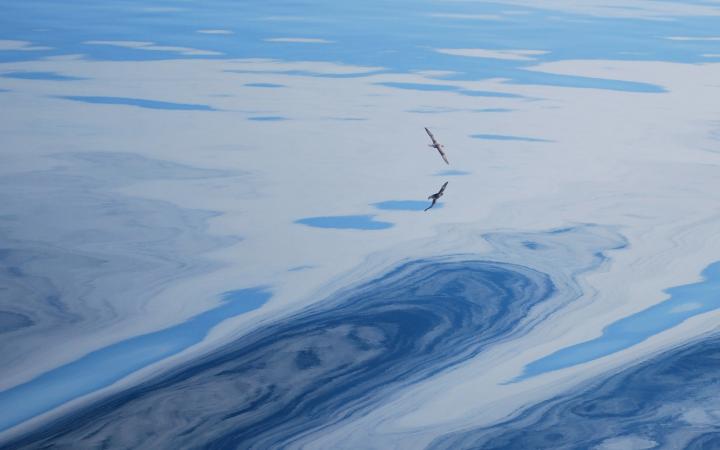 Deux oiseaux survolent les eaux calmes du Kingnait Fjord, Nunavut, Canada.