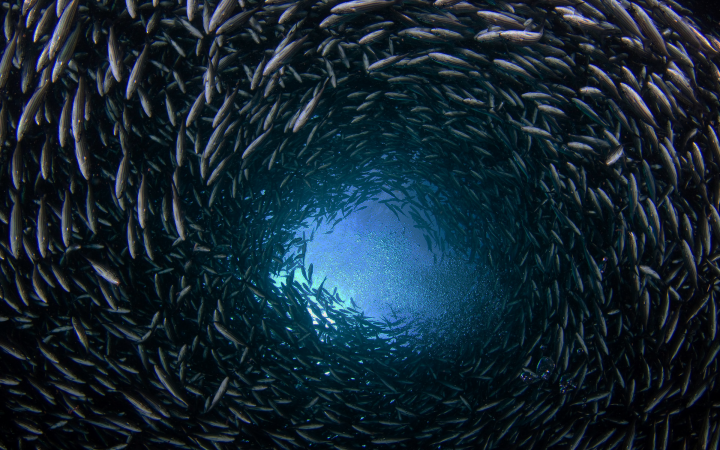 Un banc de Xenocys jessiae, des poissons que l'on trouve seulement dans les eaux des îles Galapagos, Equateur.