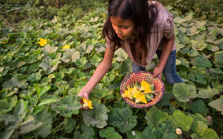 Une jeune népalaise récolte des légumes, Népal.