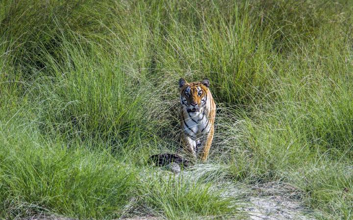 Tigre dans le parc national Bardia au Népal