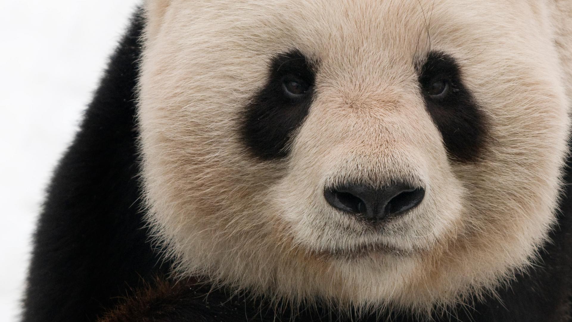 Portrait serré d'un panda géant adulte