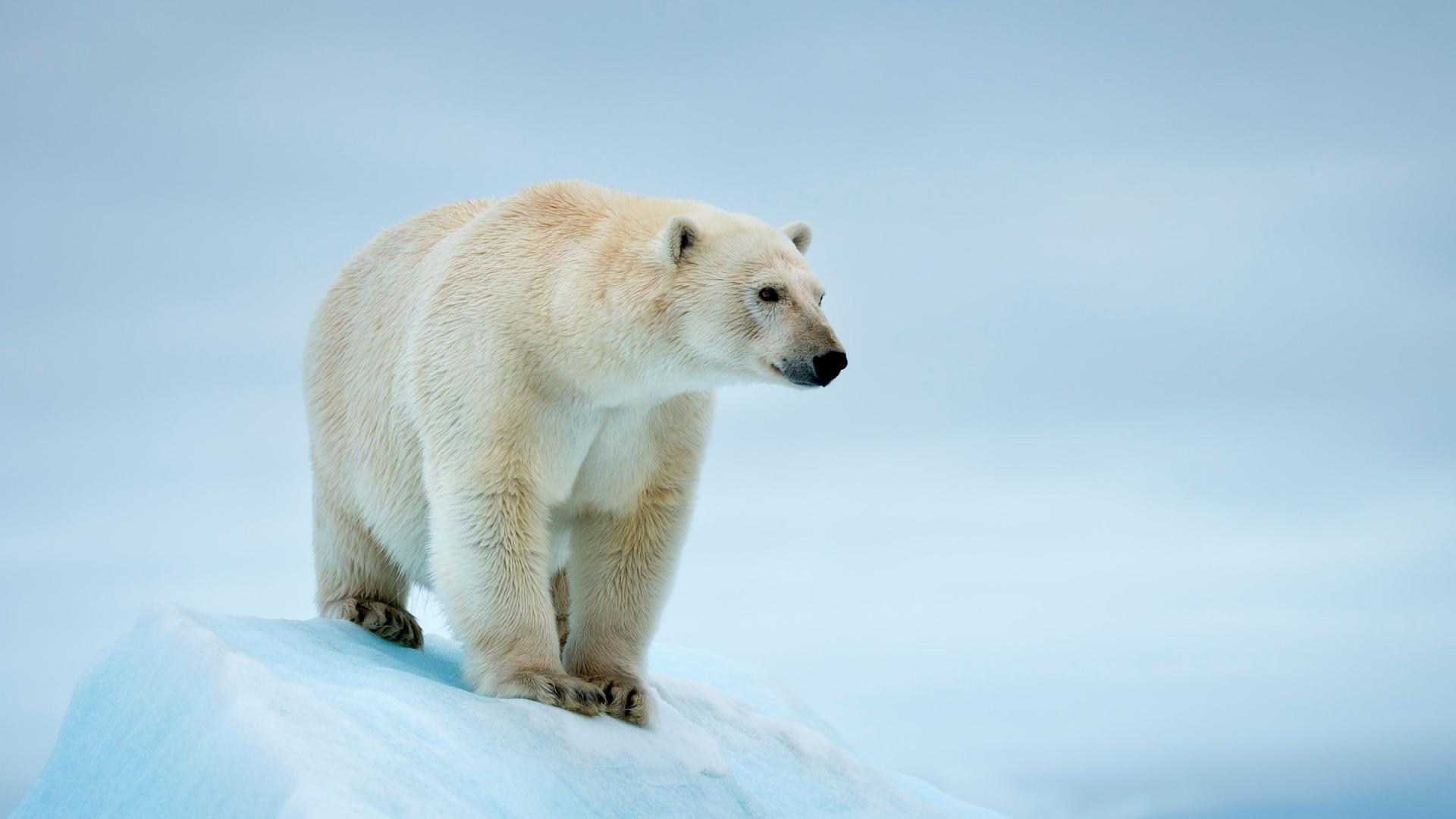 Un ours polaire (Ursus maritimus) à Svalbard, Norvège