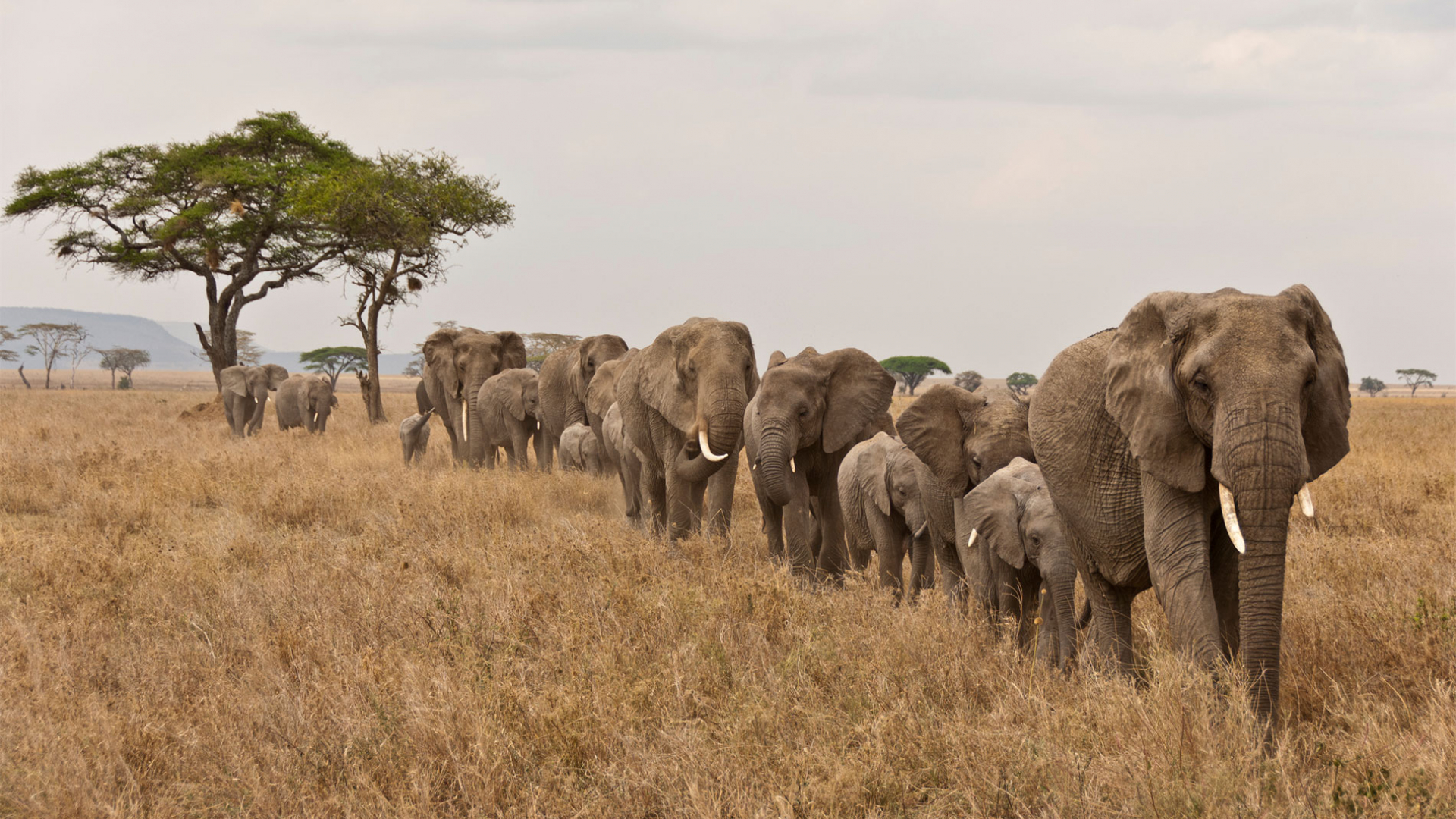 Eléphants qui se suivent dans la savane d'Afrique