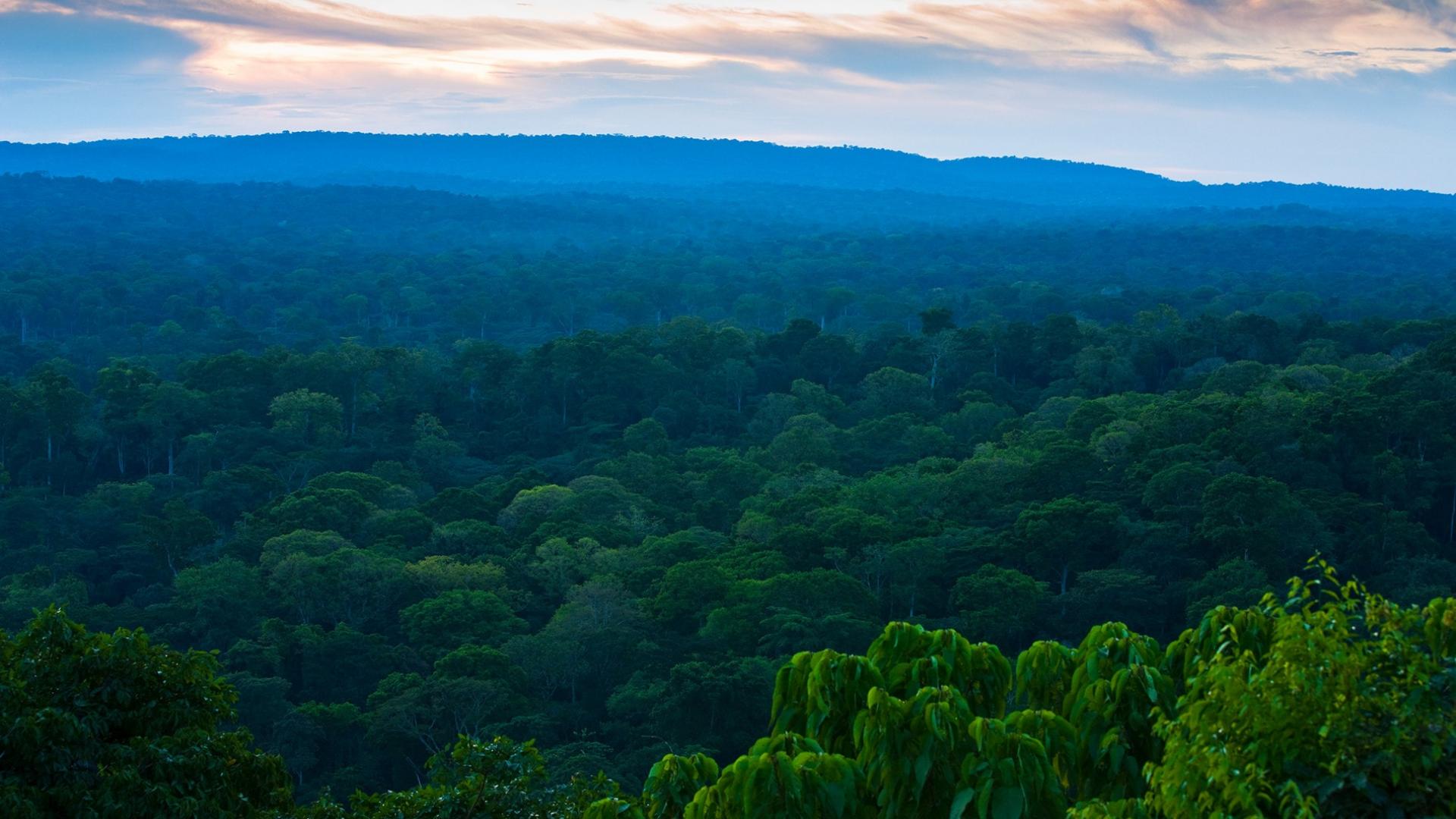 Forêt dans le bassin du Congo