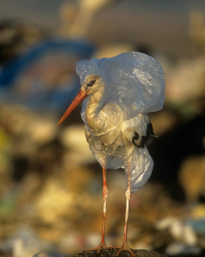 Cigogne blanche (Ciconia ciconia) prise au piège dans un sac plastique (Espagne)