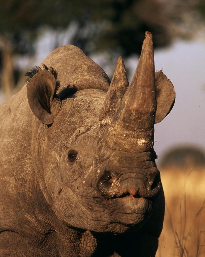 vertical - rhinocéros noir