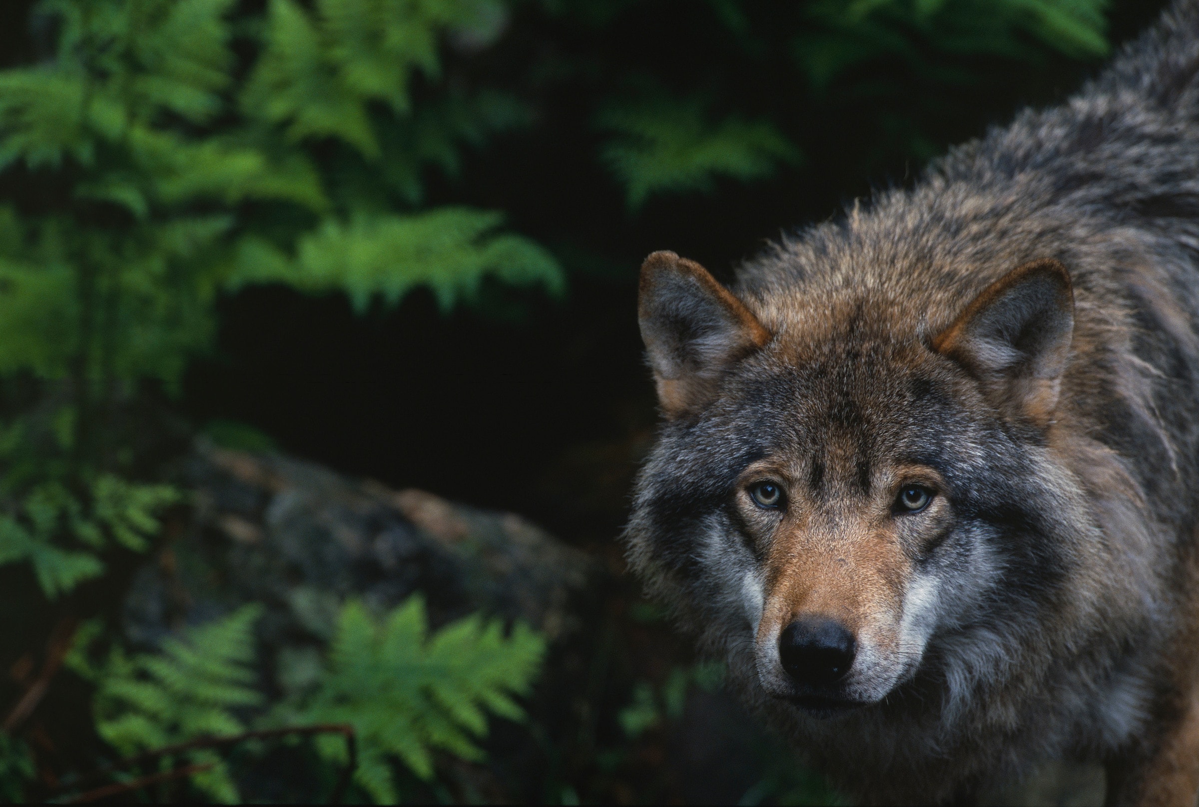 Loup européen (Canis lupus) en captivité , Zoo de Boras (Suède)