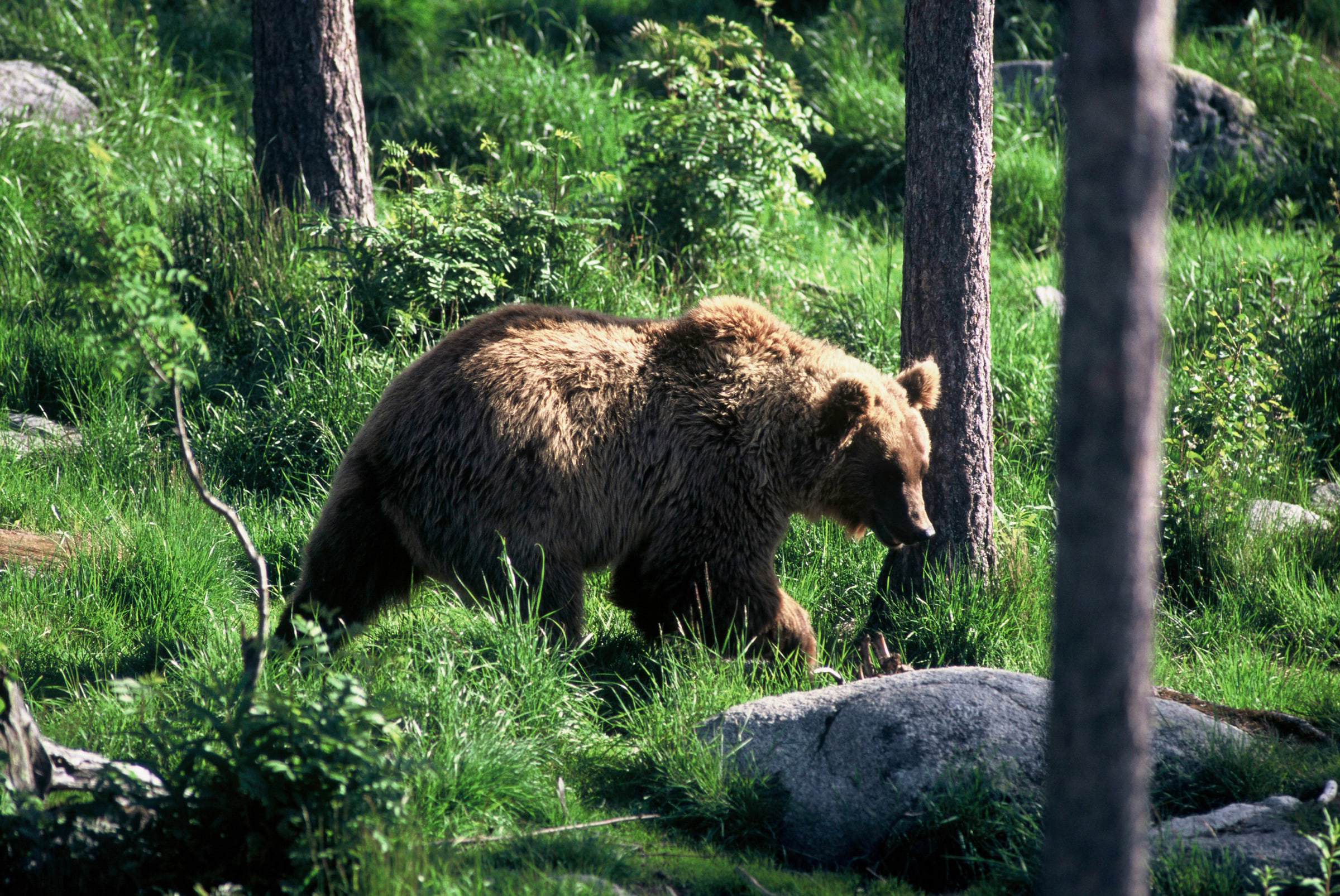 Ours brun se baladant dans une forêt en Finlande