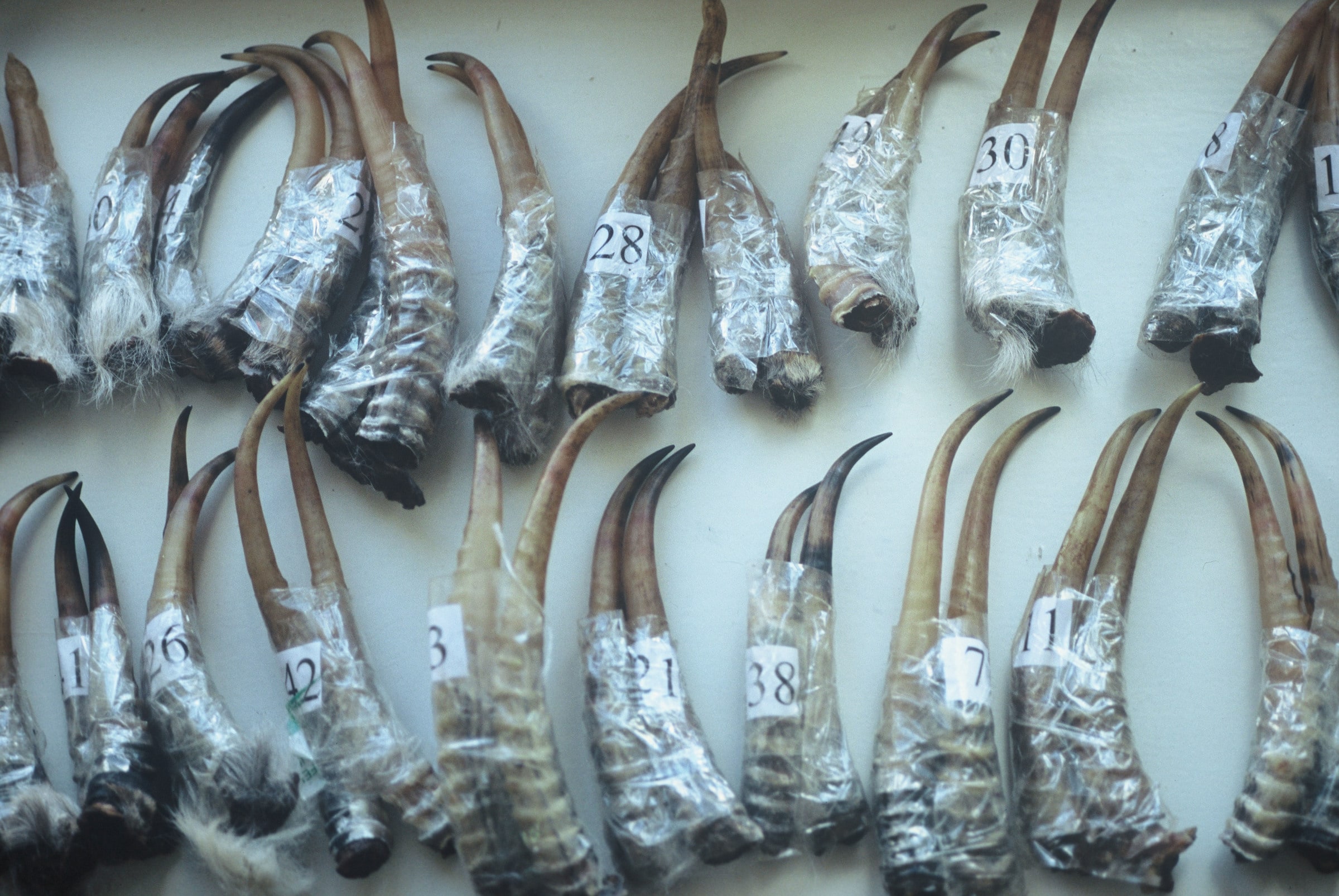 Cornes d'antilope saïga braconnées. Les cornes sont introduites en Chine où elles sont utilisées dans la médecine traditionnelle chinoise. Les braconniers ont été capturés par l'équipe anti-braconnage du WWF.