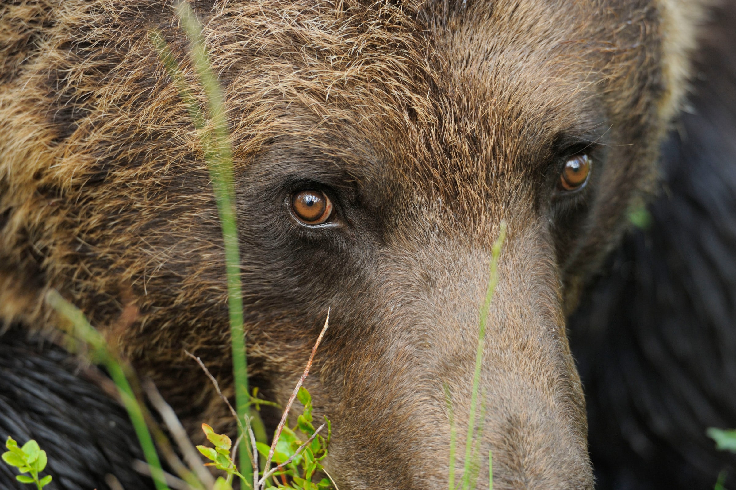 Visage d'un Ours brun face caméra en Finlande