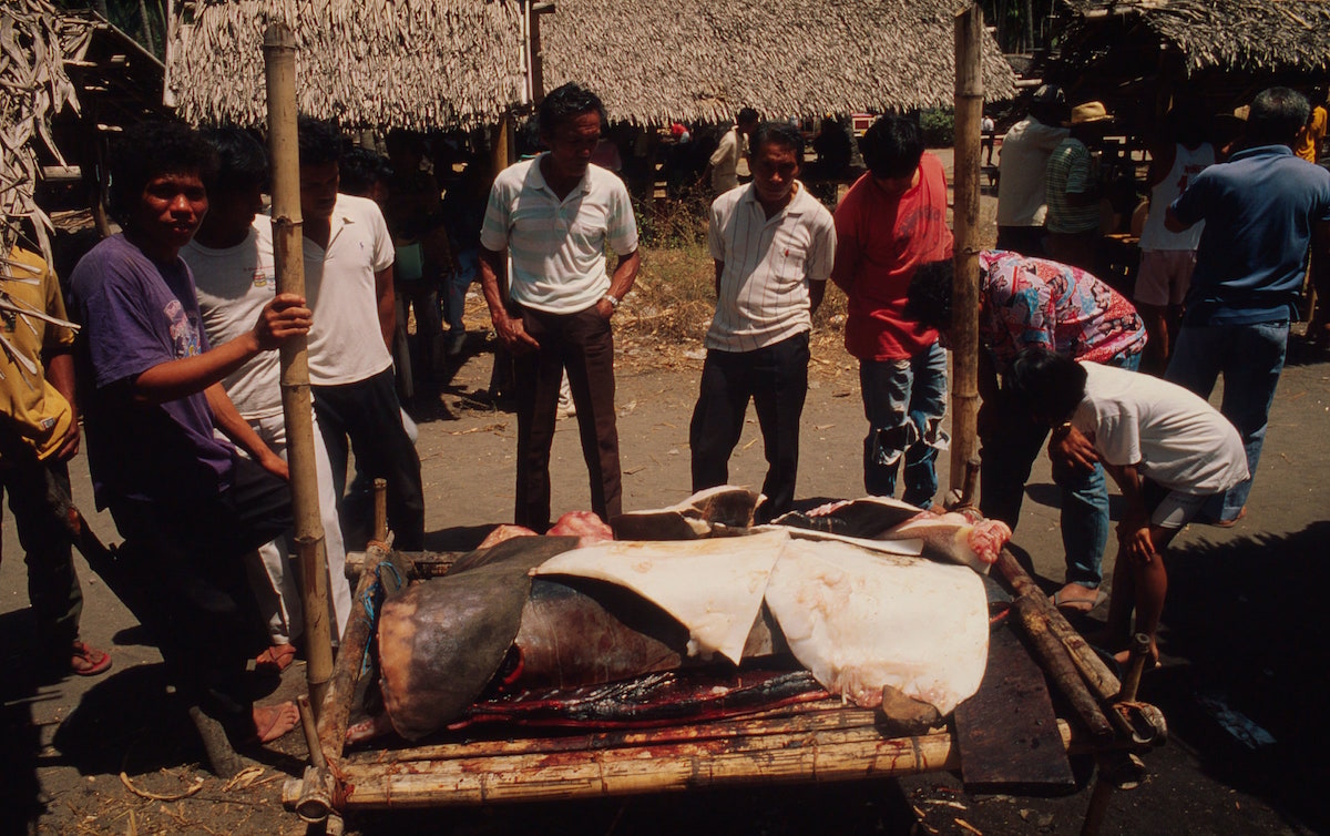 Corps d'un Dugong mort, Île Negros (Philippines)