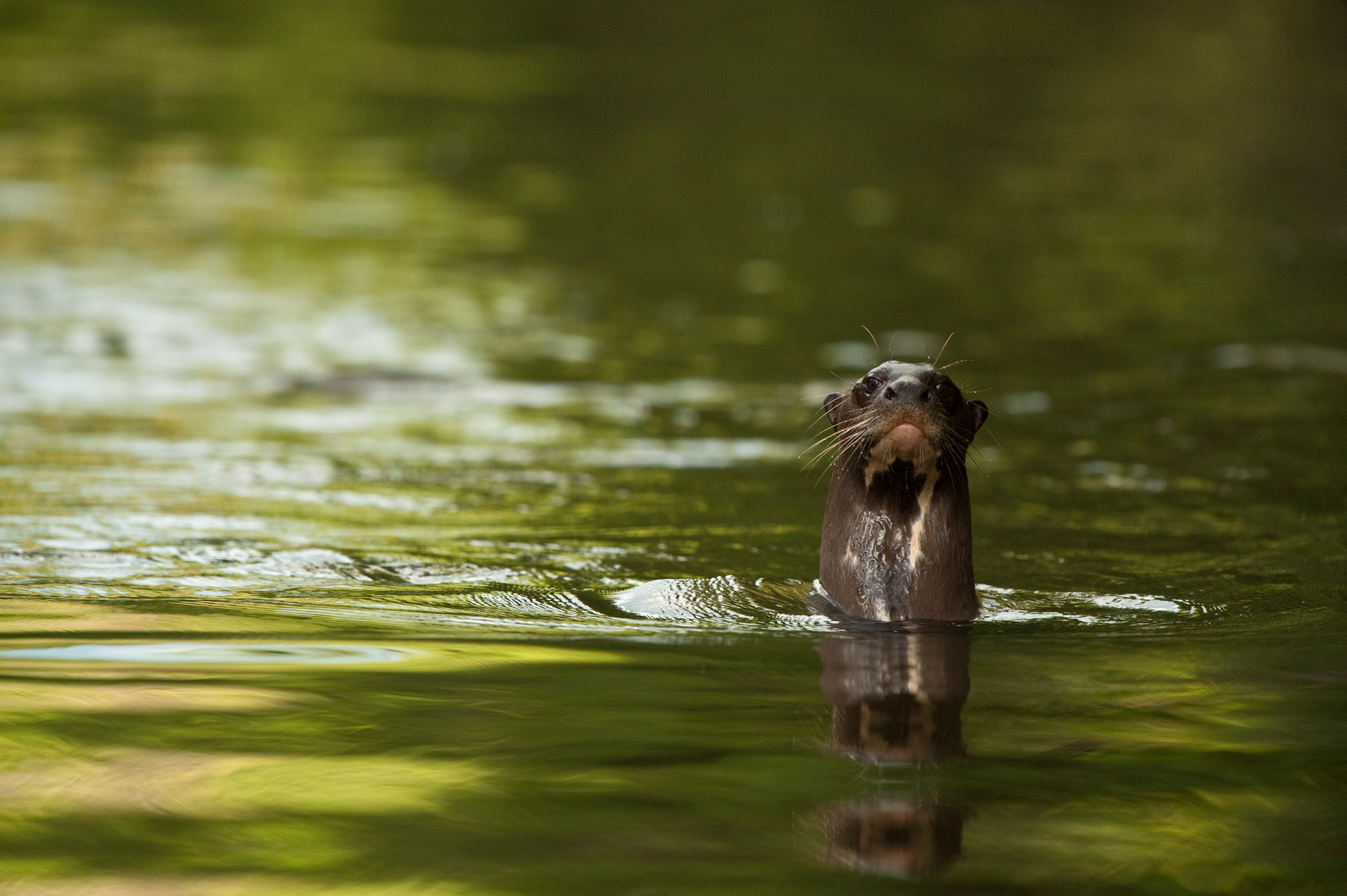 Loutre géante dans la rivière Rewa en Guyane