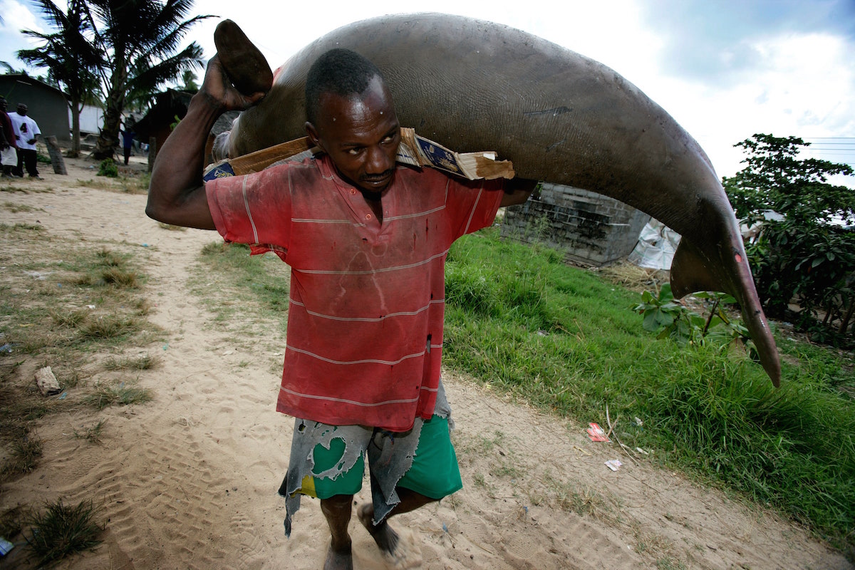 Un homme porte un dugong noyé dans un filet de pêche au département des pêches du district de Mafia (Tanzanie)
