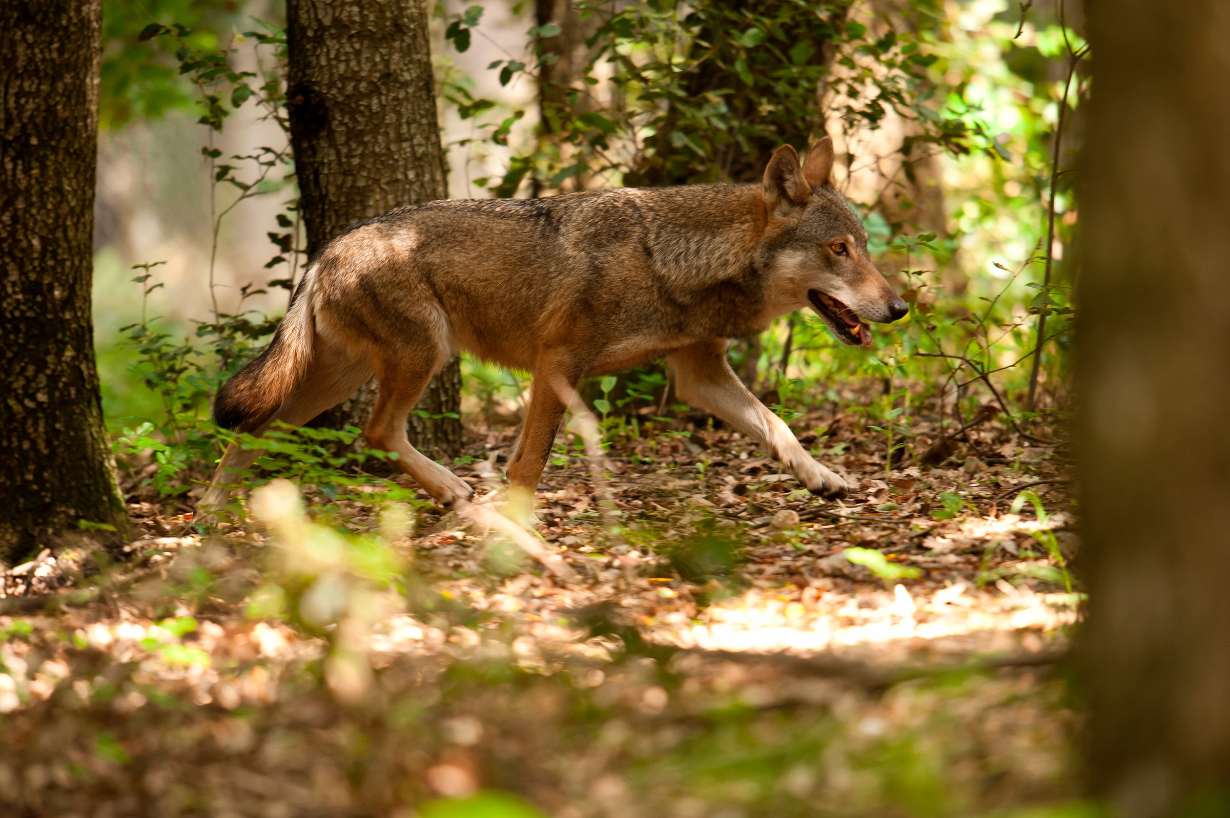 Loup se baladant dans une forêt en Italie
