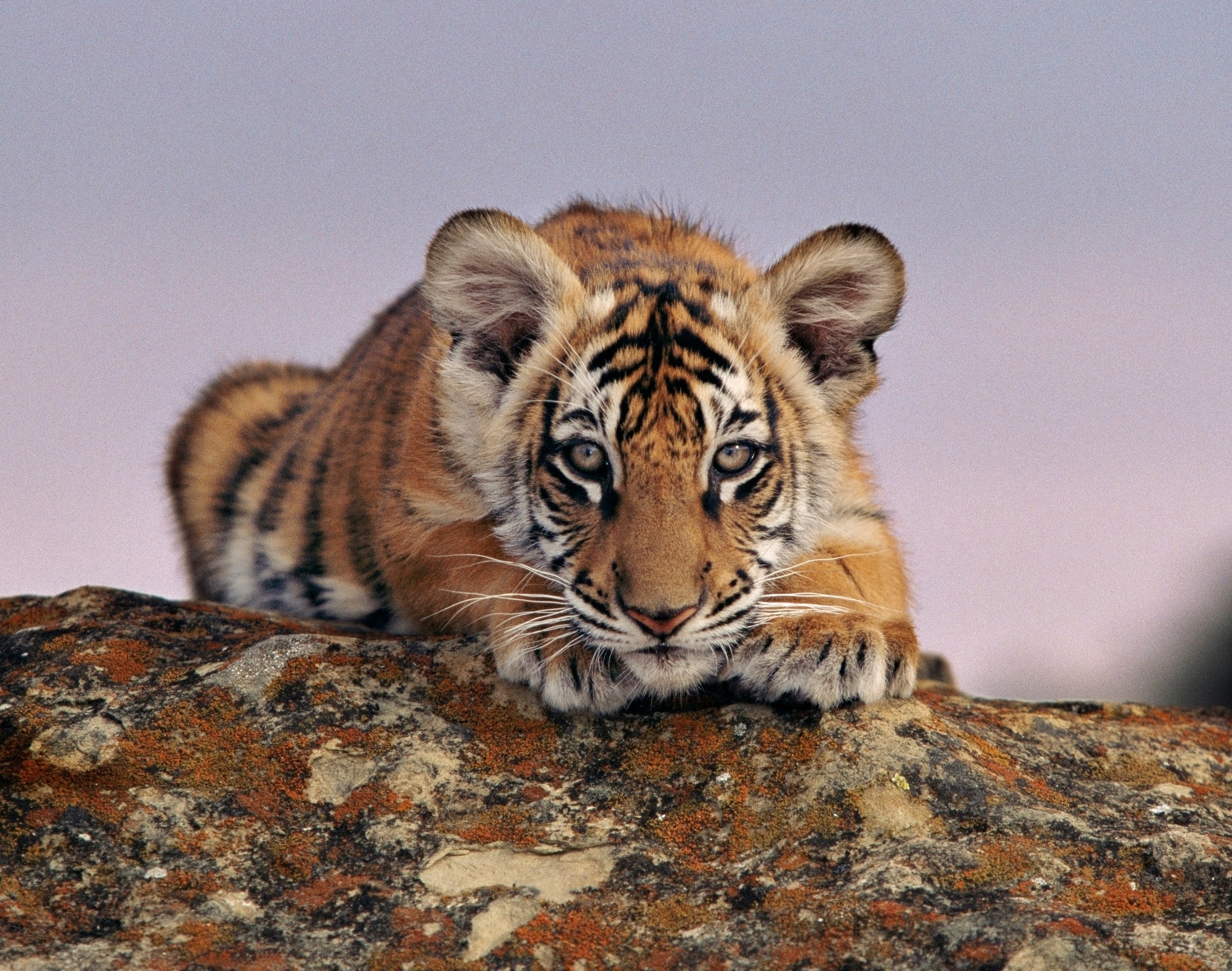 Petit tigre du Bengale accroupi sur un tronc d'arbre
