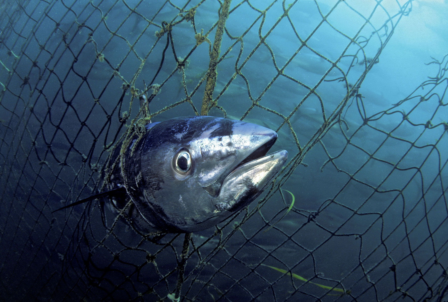 Thon mort (Thunnus maccoyii) pris dans les filets