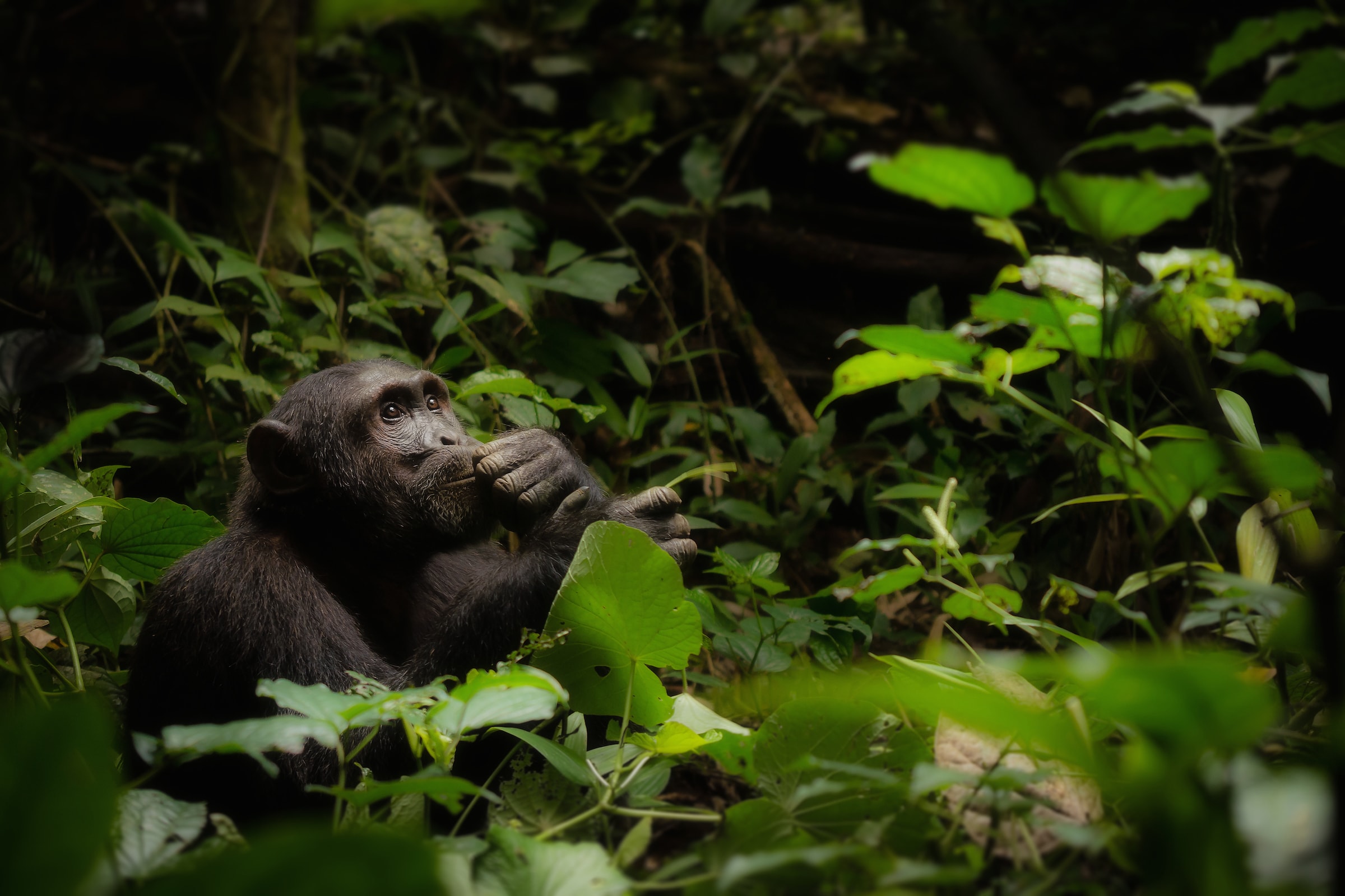 Chimpanzé dans le parc national de Kibale (Ouganda)