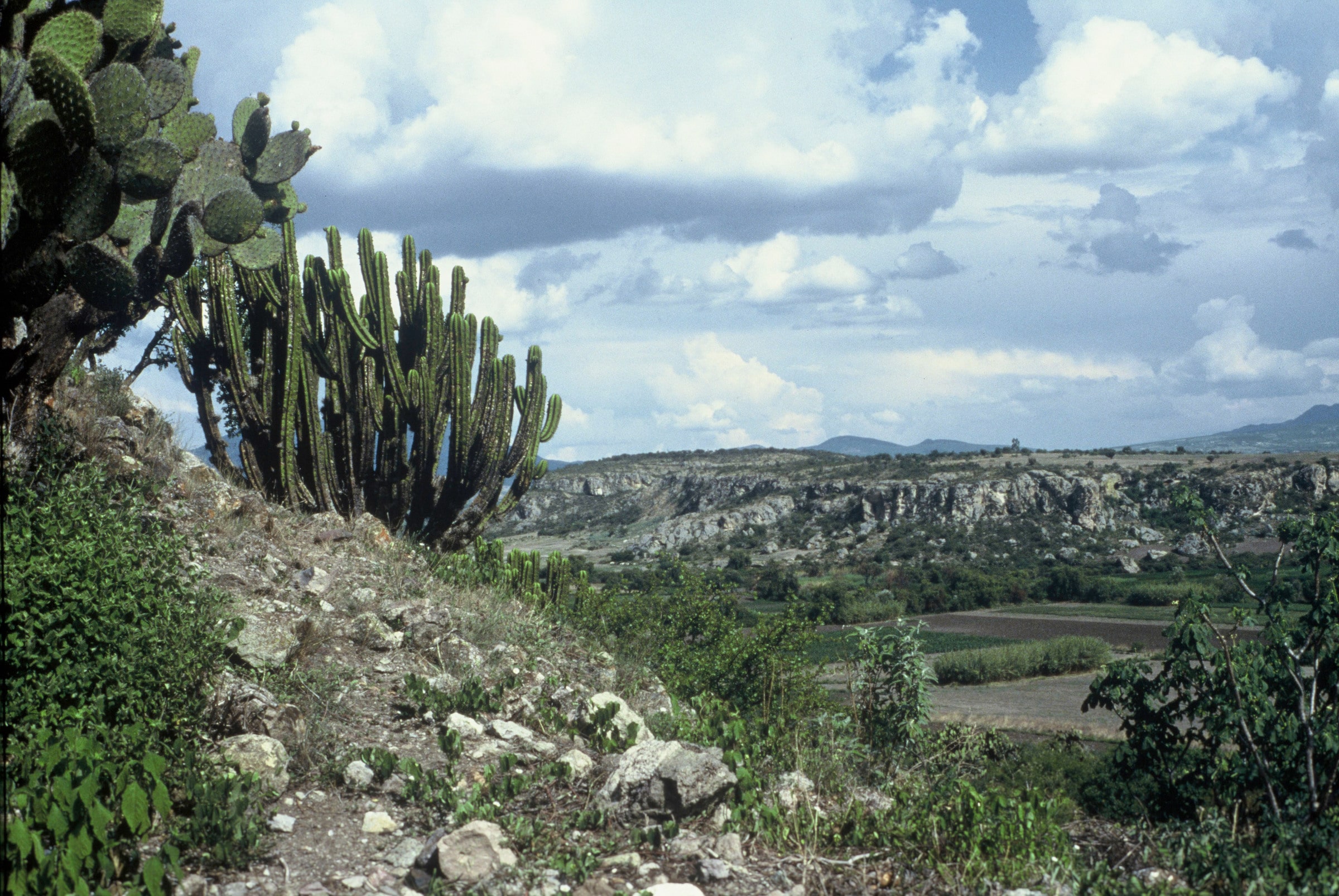 Cactus dans l'État d'Oaxaca (Mexique)
