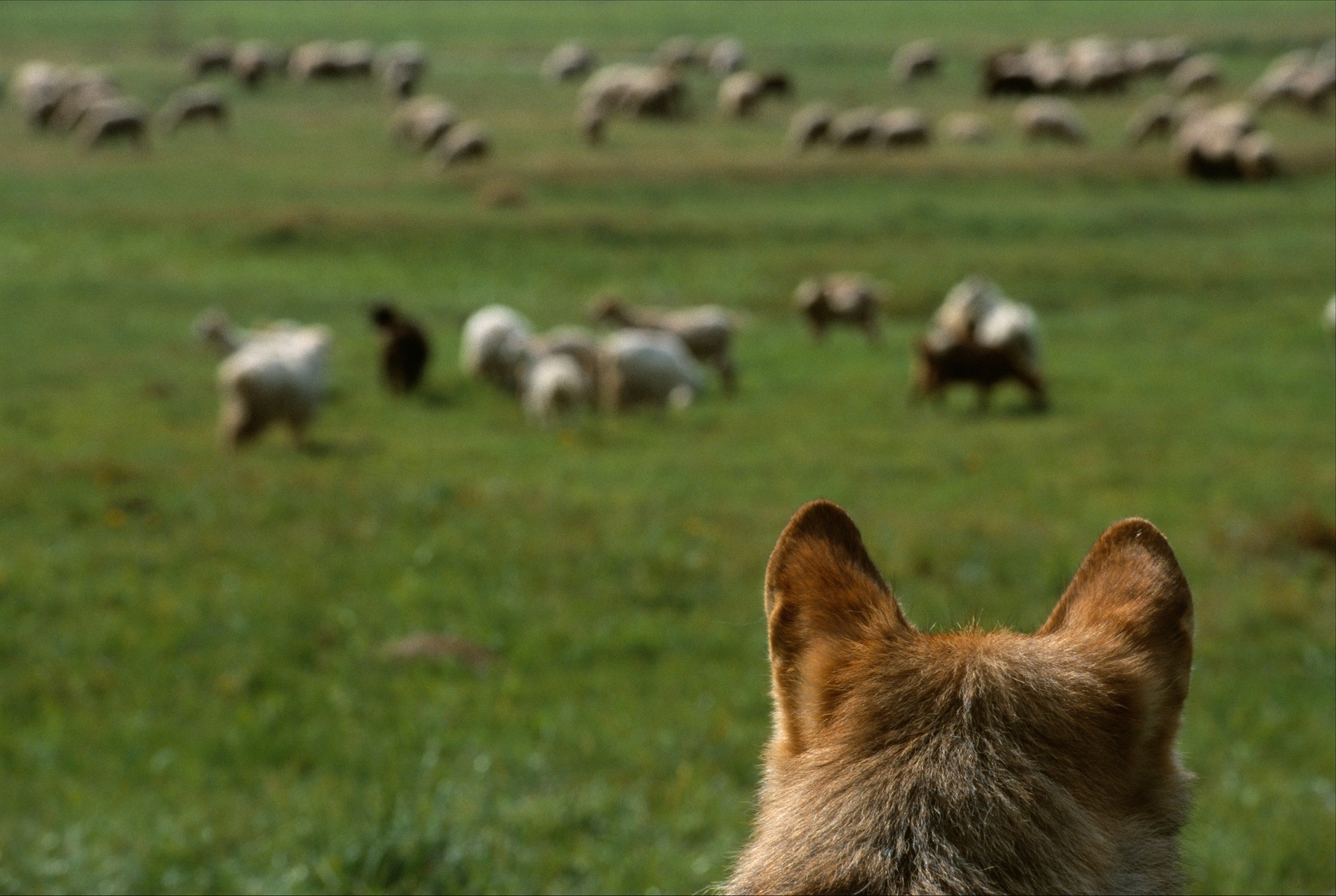 Loup européen (Canis lupus) observant des moutons, Transylvanie (Roumanie)