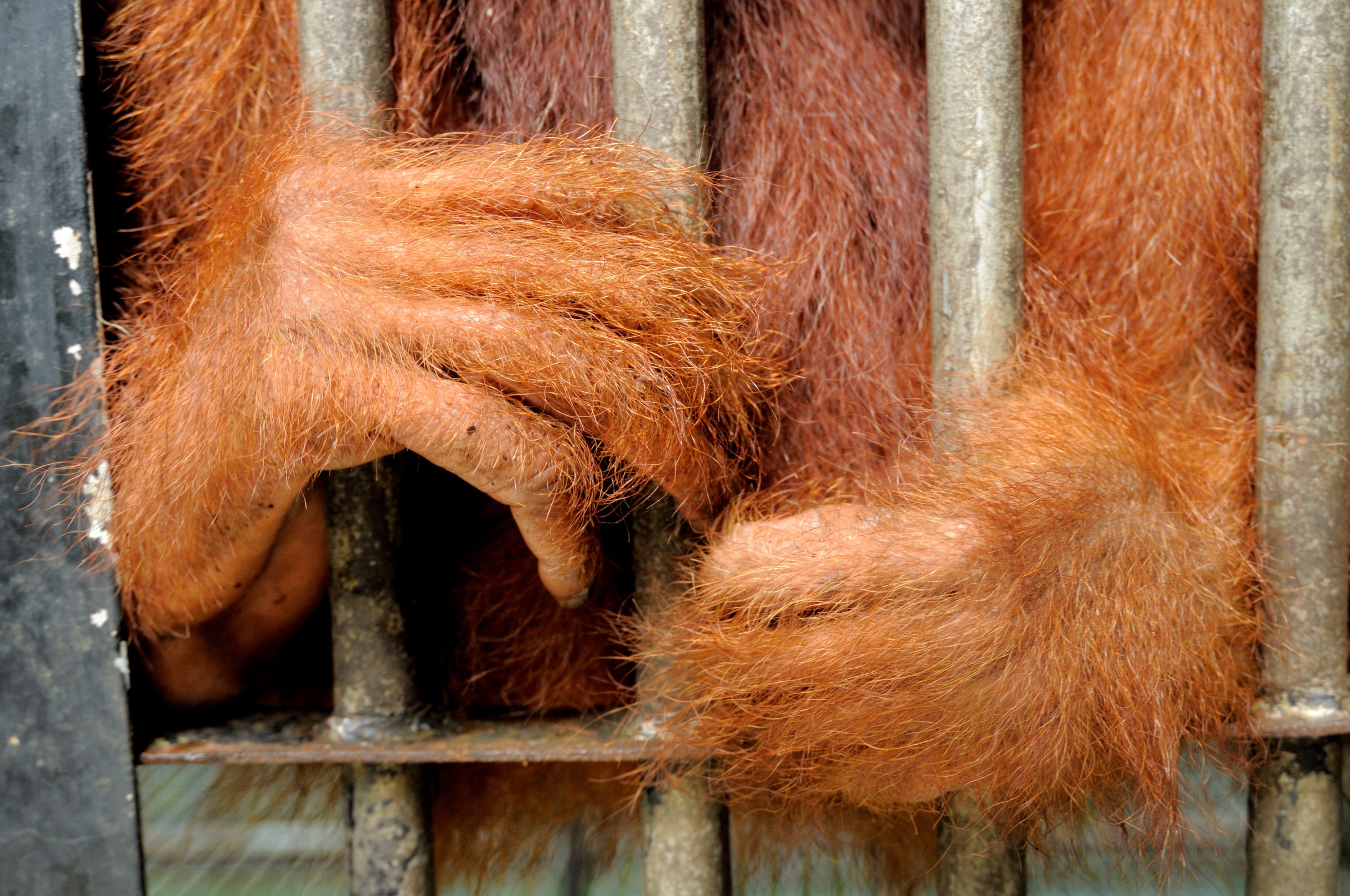 Orang Outan dans un centre de réintroduction à Jambi, Sumatra (Indonésie)