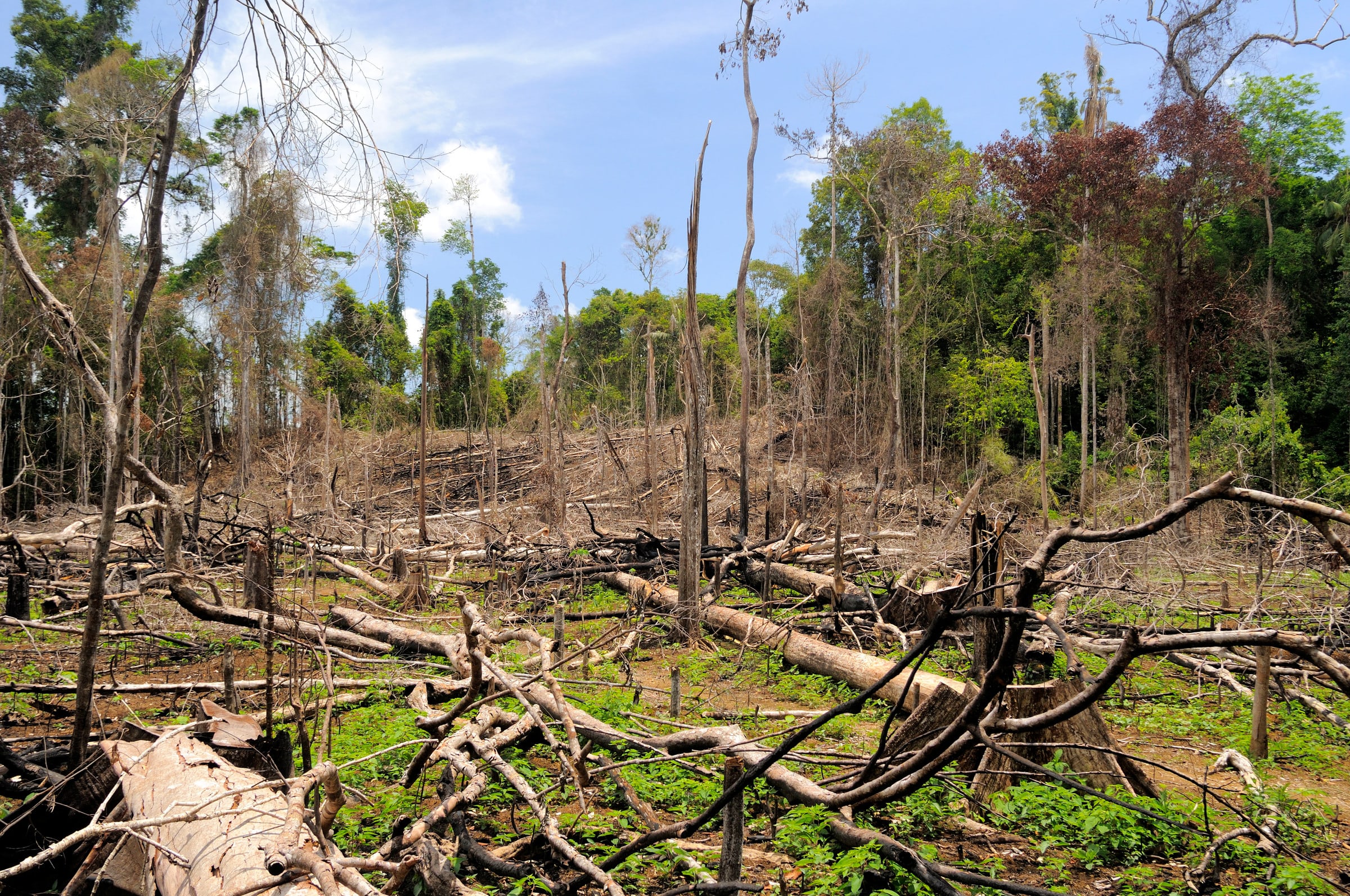 Forêt détruite dans la province de Riau, Sumatra (Indonésie)
