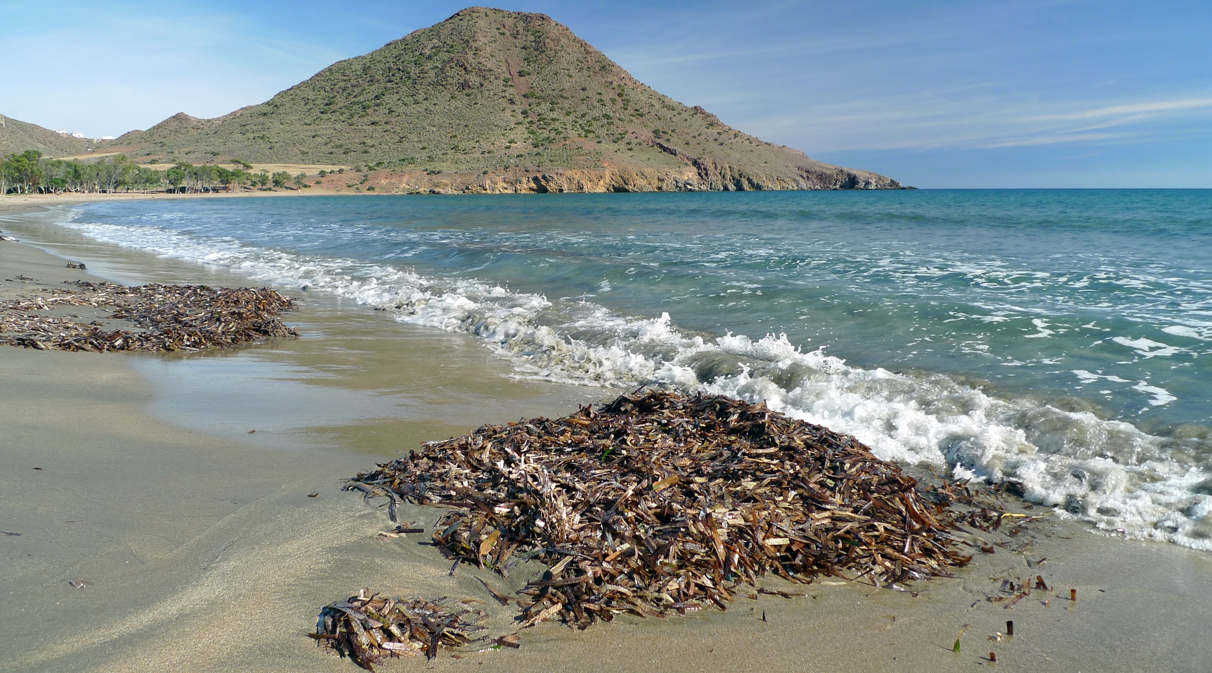 Tas de posidonie échoué sur une plage en Espagne