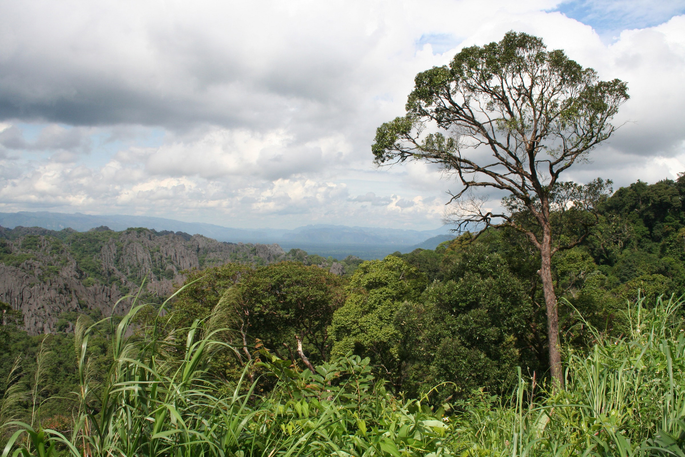 Paysage forestier (Laos)
