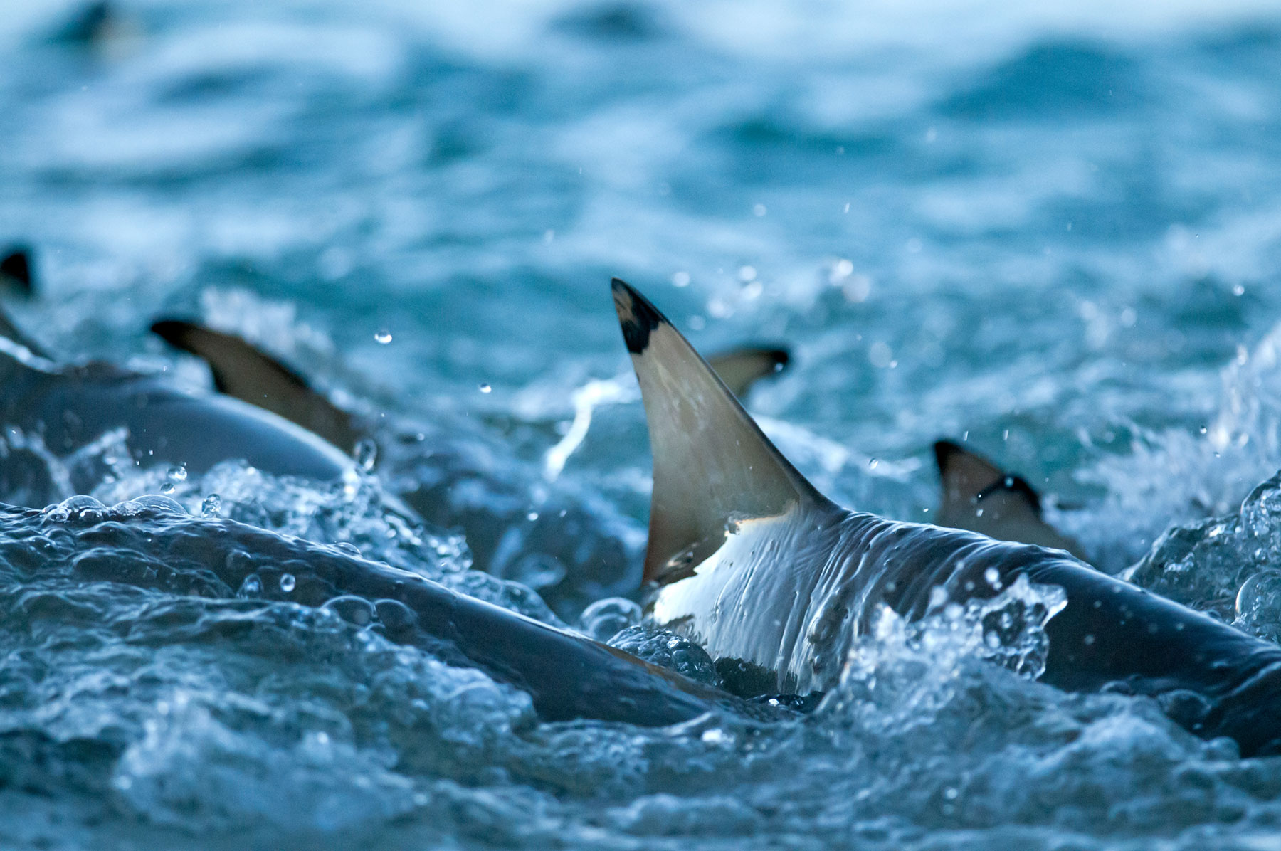 Ailerons de requins de recif à pointes noires (Carcharhinus melanopterus), Seychelles, Océan Indien
