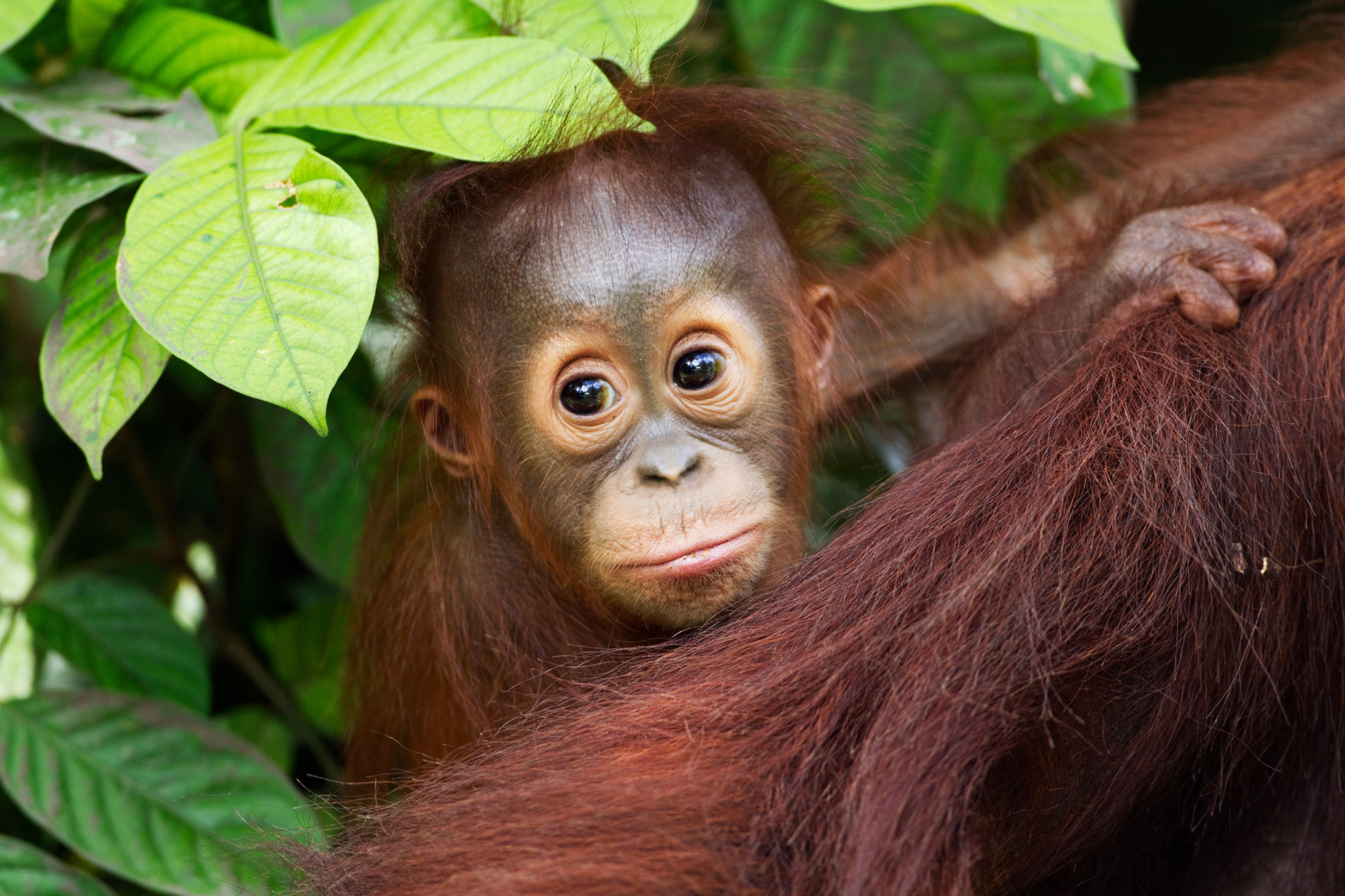 Orang-outan de Bornéo (Pongo pygmaeus wurmbii) , Parc national de Tanjung Puting, Kalimantan, Borneo (Indonesie)