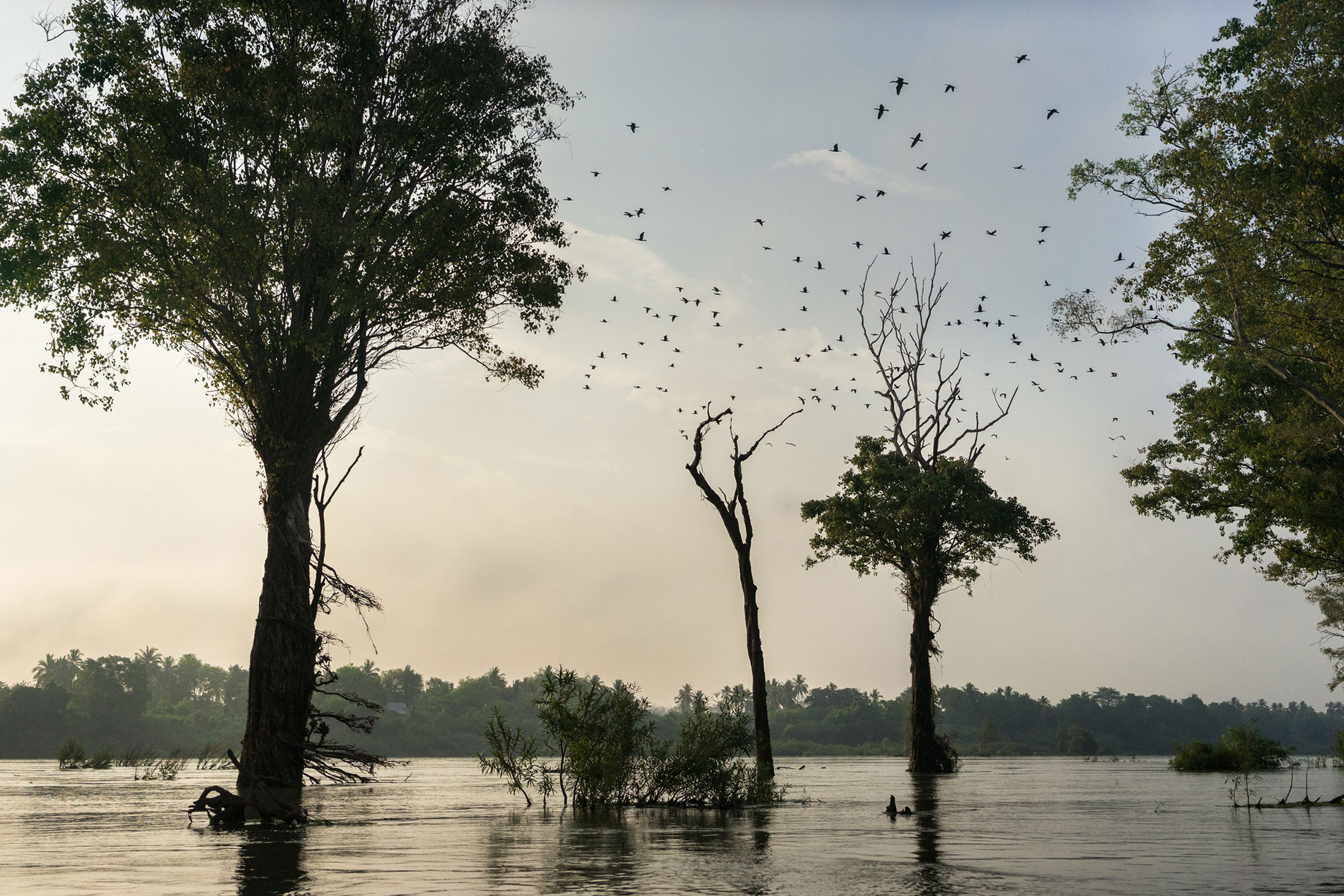 Vue d'une forêt innondée par le Mekong dans la zone protégée de Ramsar, Cambodge
