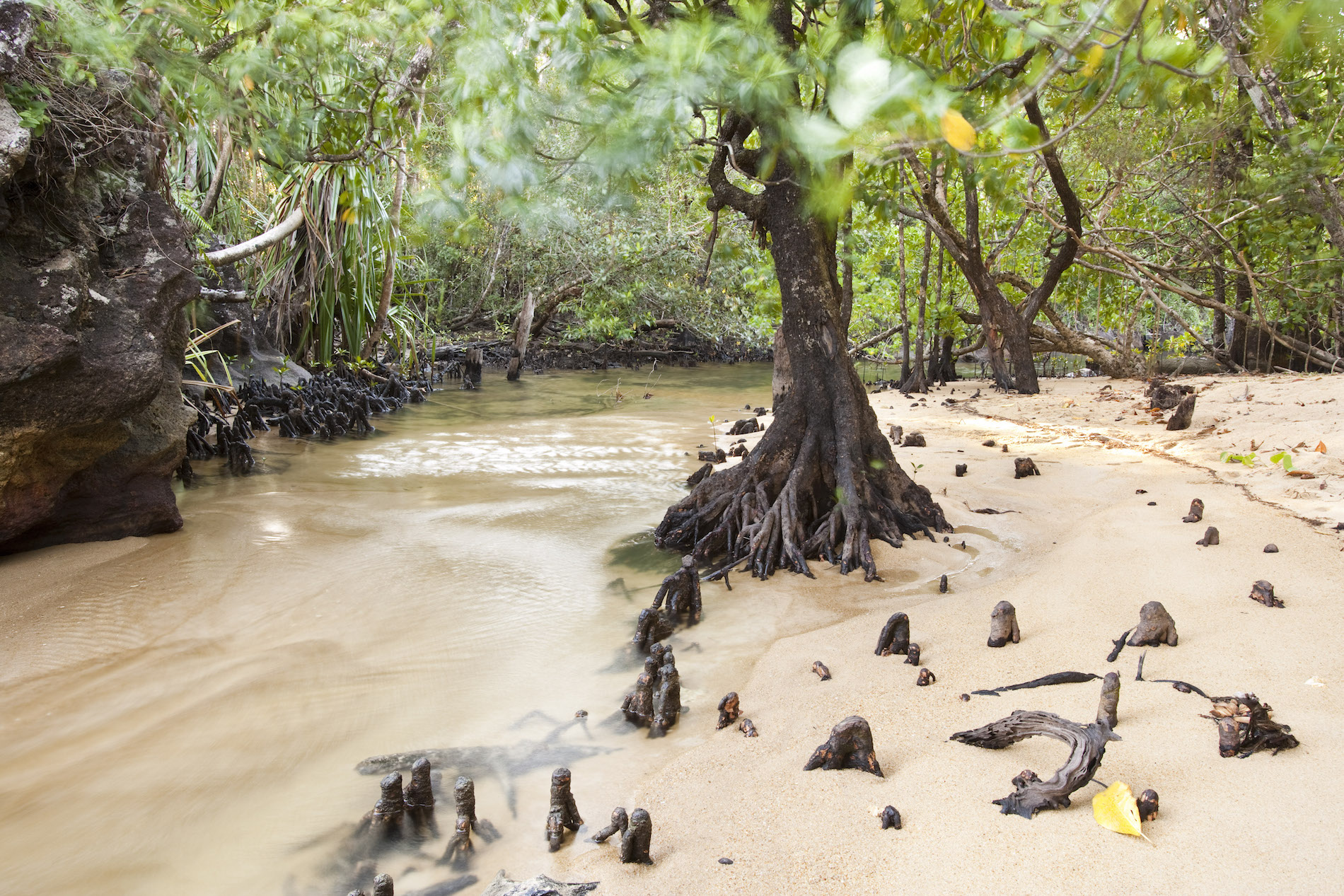 Embouchure de la rivière Tampolo, parc national de Masoala (Madagascar)