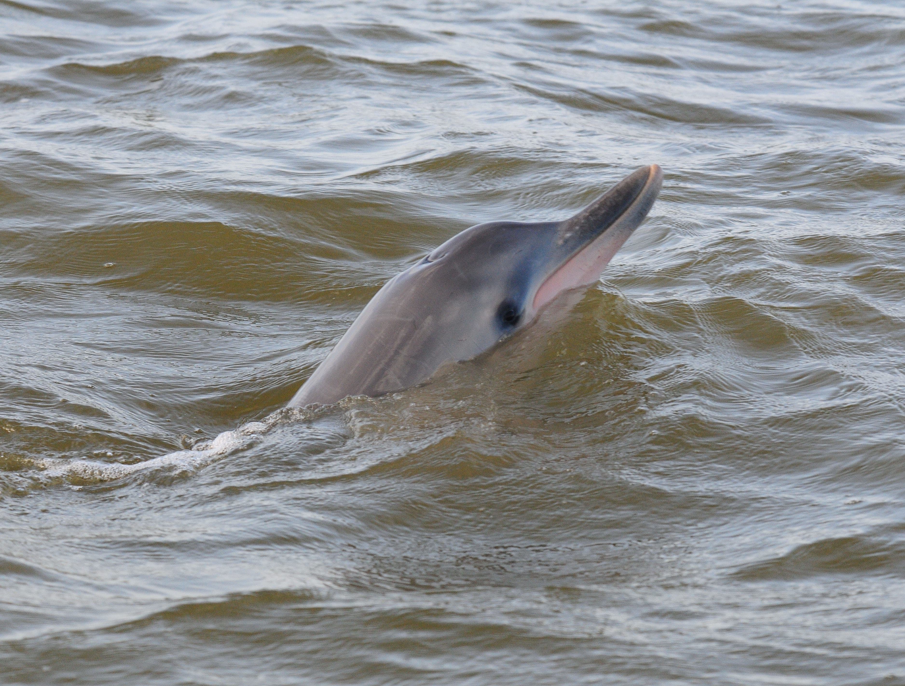 Dauphin de Guyane (Sotalia guianensis) observé par l'équipe du WWF Guyane (Guyane Française)