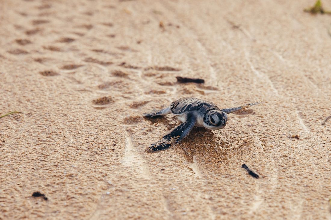 Une toute jeune tortue verte se rue vers la mer, Lamu, au Kenya