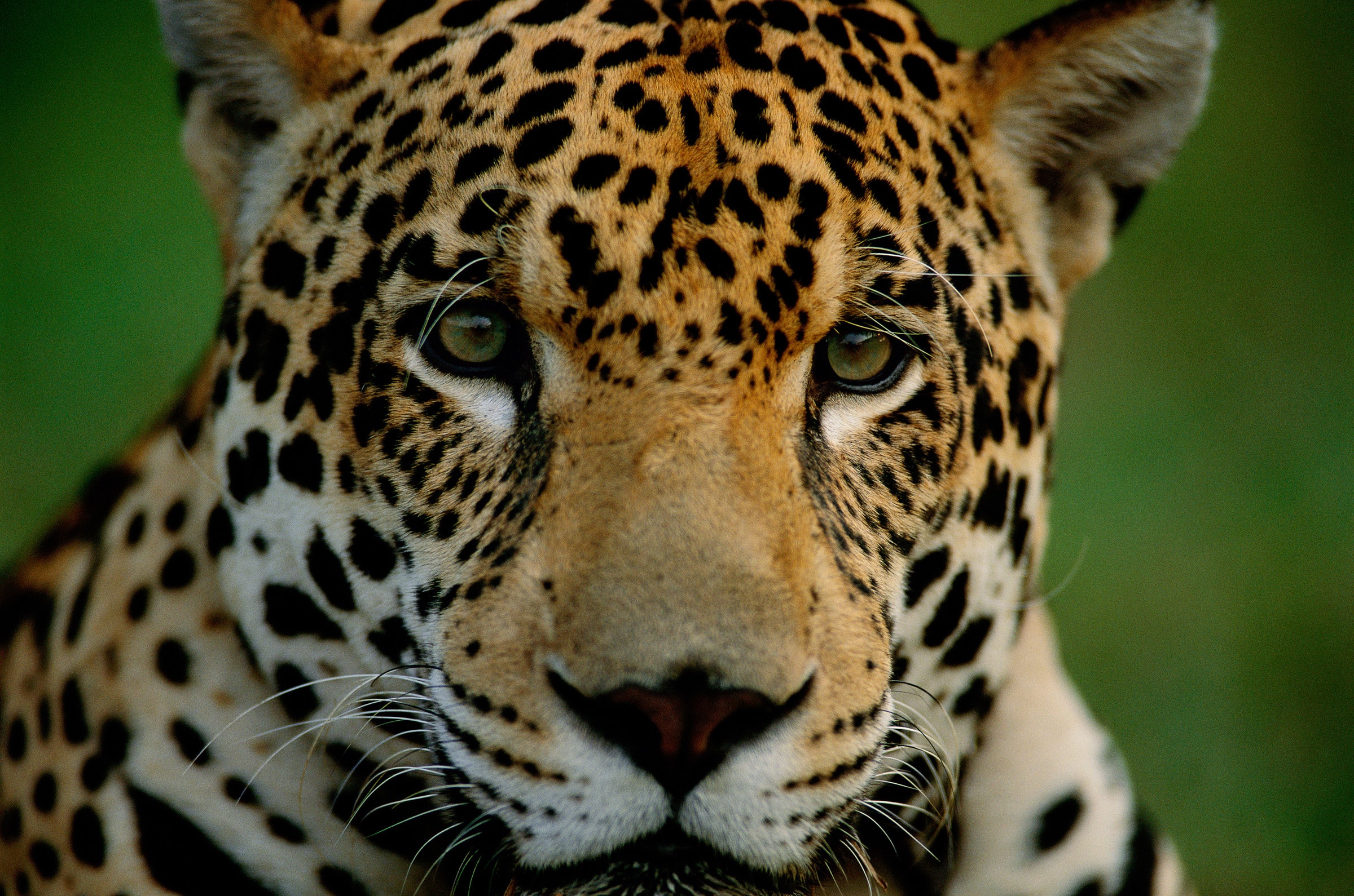jaguar dans la région du Pantanal au Brésil