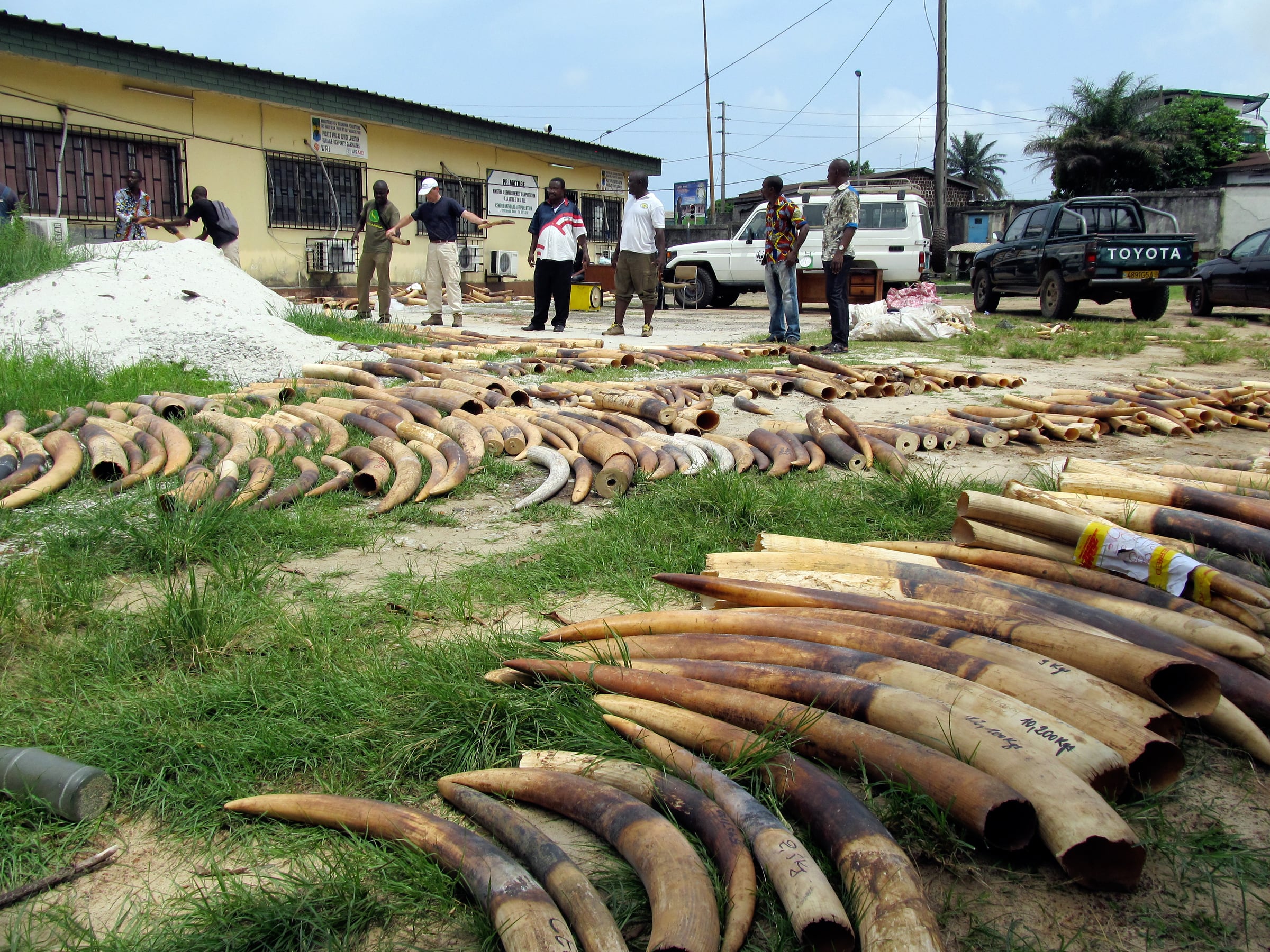 Défense d’éléphants braconnés interceptées par les patrouilleurs anti-braconnage au Gabon