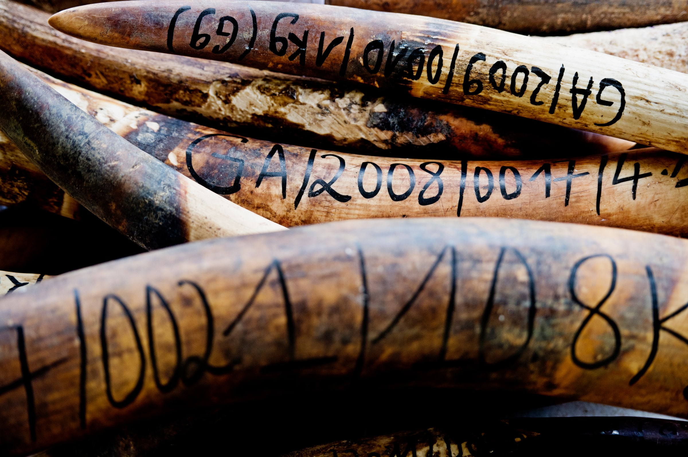 Défense d’éléphants braconnés interceptées par des patrouilleurs anti-braconnage au Gabon